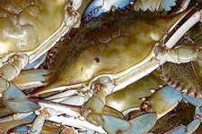 https://louisiana-seafood.com/wp-content/uploads/2022/04/blue-crabs-product.jpeg